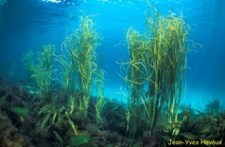  Corsi di formazione subacquea in Bretagna 